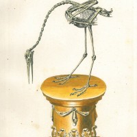 VÖGEL. - Kranich. Bild 1