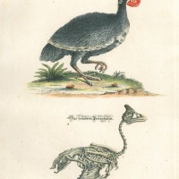 VÖGEL. - Perlhuhn. Bild 1