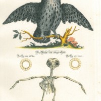 VÖGEL. - Eule. Picture 1