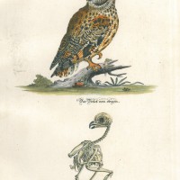 VÖGEL. - Eule. Bild 1