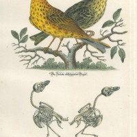 VÖGEL. - Goldammer. Bild 1