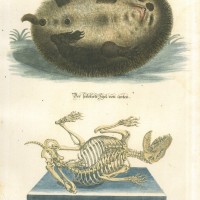 IGEL. Picture 1