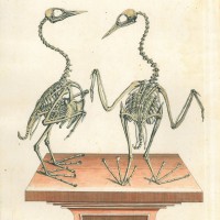 VÖGEL. - Ente. - Taucher. Picture 1