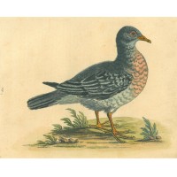 VÖGEL. - Rebhuhn. Bild 1