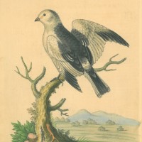 VÖGEL. - Schneevogel. Picture 1