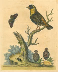 Picture 1