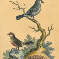 VÖGEL. - Fink. Bild 1