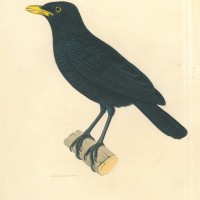 VÖGEL. - Glanzvogel. Picture 1