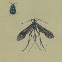 INSEKTEN. - Fliege. Bild 1