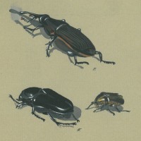 KÄFER. - Palmrüssler. Bild 1