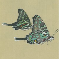 SCHMETTERLINGE. - Schwertschwanz. Bild 1