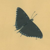 SCHMETTERLINGE. - Charaxes. Bild 1