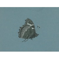 SCHMETTERLINGE. Picture 1