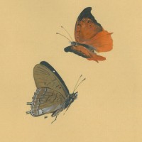 SCHMETTERLINGE. - Fleckleopard. Picture 1