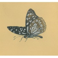 SCHMETTERLINGE. - Monarch. Bild 1