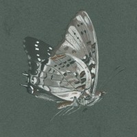 SCHMETTERLINGE. - Waldkaiser. Bild 1