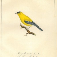 VÖGEL. - Fink. Picture 1