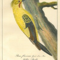 VÖGEL. - Specht. Bild 1