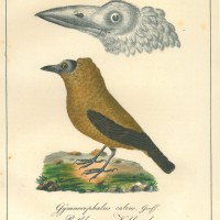 VÖGEL. - Kahlvogel. Bild 1