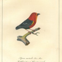 VÖGEL. - Schnurrenvogel. Bild 1
