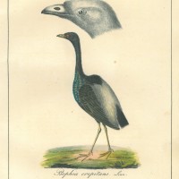 VÖGEL. - Trompetenvogel. Picture 1