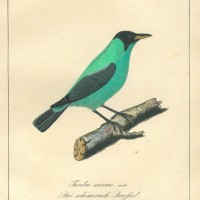 VÖGEL. - Drossel. Bild 1