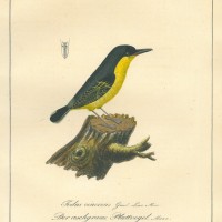 VÖGEL. - Plattvogel. Bild 1