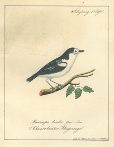 Picture 1