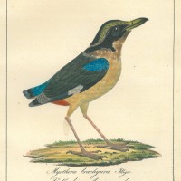 VÖGEL. - Ameisenvogel. Bild 1
