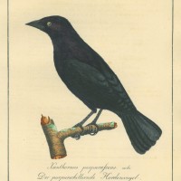 VÖGEL. - Hordenvogel. Bild 1