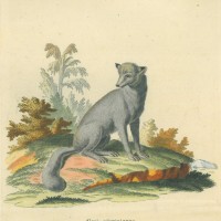 FUCHS. - Graufuchs. Picture 1