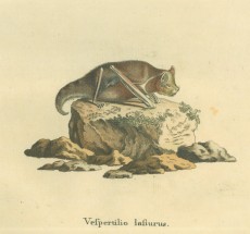 Picture 1