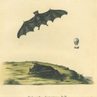 FLEDERMAUS. Bild 1