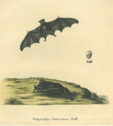 Picture 1
