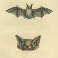 FLEDERMAUS. - Zweifarbfledermaus. Picture 1