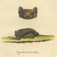 FLEDERMAUS. - Abendsegler. Picture 1