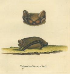 Picture 1