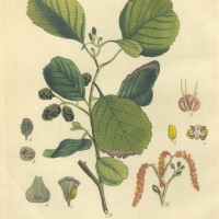 BÄUME. - Erle. Bild 1