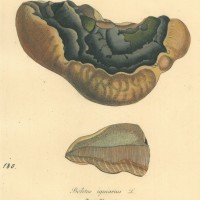 PILZE. - Löcherschwamm. Bild 1
