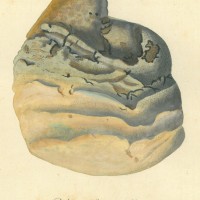 PILZE. - Lerchenschwamm. Bild 1
