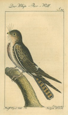 Picture 1