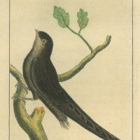 Picture 1