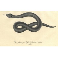SCHLANGE. - Viper. Bild 1