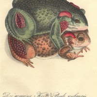 FROSCH. Picture 1