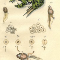 FROSCH. Bild 1
