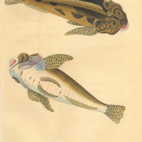 FISCHE. - Kaulkopf. Bild 1