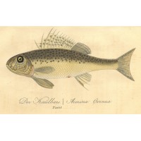 FISCHE. - Kaulbarsch. Picture 1