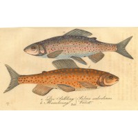 FISCHE. - Salbing. Bild 1