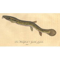 FISCHE. - Grundel. Bild 1