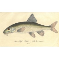 FISCHE. - Barbe. Picture 1